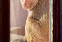 India_2025 (28/45)